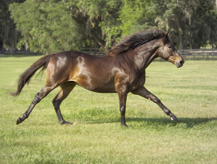 Thoroughbred stallion gallops across green grass paddock