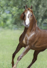Fototapeta premium Morgan Horse colt