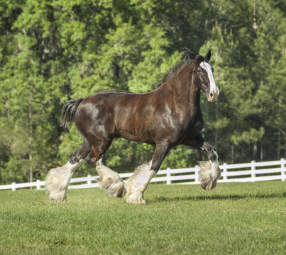 Shire Draft Horse stallion  trots across green paddock