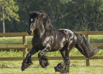 Gypsy Vanner horse stallion black