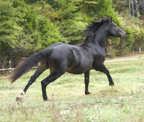 Obraz na płótnie Canvas Connemara Pony stallion