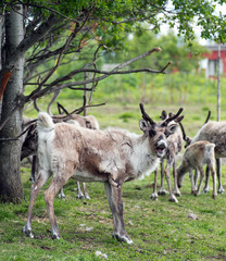 Naklejka na ściany i meble This large reindeer is molting during the summer so his coat is very rough and mottled looking. He has a large rack of antlers in a green summer pasture. Norway.Tromso Lapland
