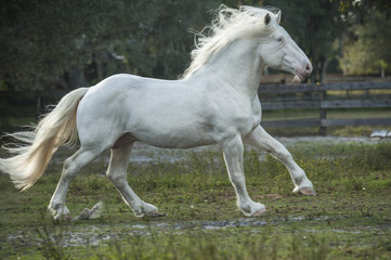 Obraz na płótnie Canvas American White Draft horse 
