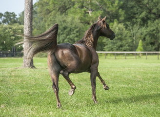 Missouri Fox Trotter stallion runs
