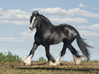 Gypsy horse stallion runs on horizon