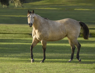 Obraz na płótnie Canvas Dappled buckskin palomino Quarter horse stallion