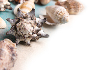 Marine summer postcard. Seashells on blue wooden boards in the sand on the beach isolated on white background
