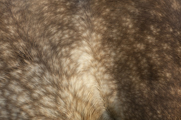 Dapple horse coat color detail