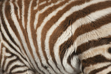 Detail of zebra stripes