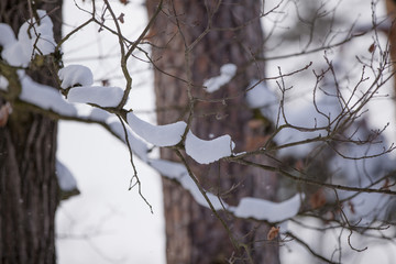 Winter forest, branches covered with snow,