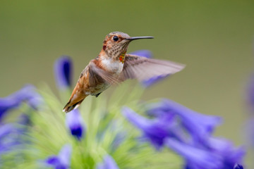 Humming Bird