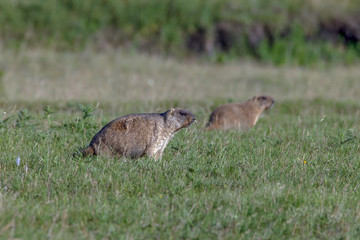 beautiful marmots on the green meadow