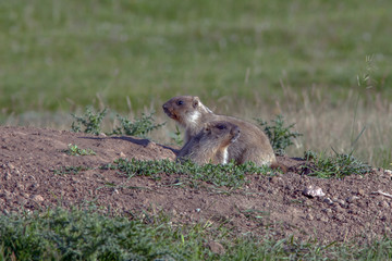 beautiful marmots on the green meadow