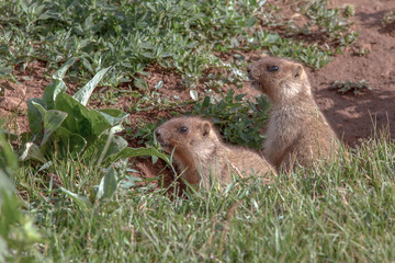 beautiful marmots on the green meadow