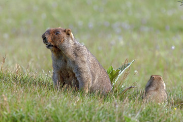 beautiful marmots on the green meadow