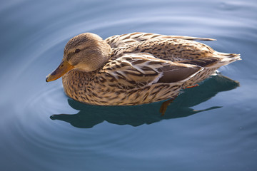 Утка на воде