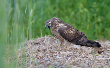 Montagu's harrier regurgitation