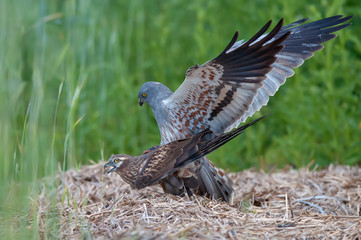 Montagu's harrier mating time
