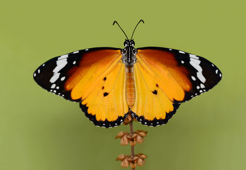 Milkweed, Monarch, Plain Tiger