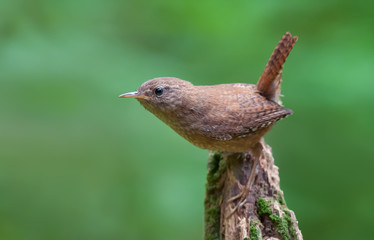 Fototapeta premium Eurasian wren posing on top of a stump
