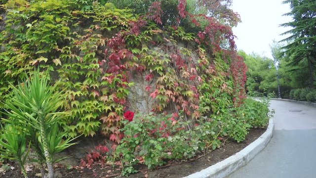 Stone wall with climbing plants