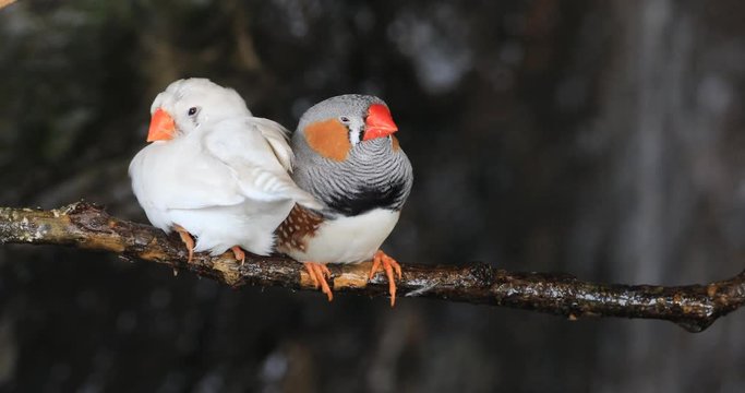4K UltraHD A Pair of Zebra Finches, Taeniopygia guttata