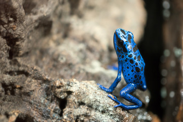 Dendrobates tinctorius Azureus © Joanna