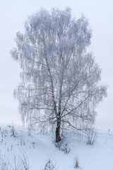 Lone birch in winter forest covered with white snow