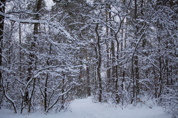 Winter forest, branches covered with snow