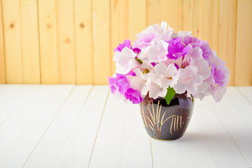 The sandpaper vine flower in a flowerpot on the table.