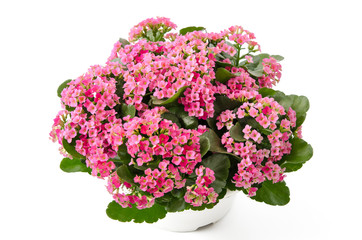 Kalanchoe