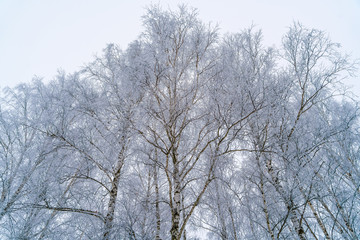 Birches in winter forest with white snow