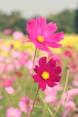 Cosmos flowers at beautiful in the garden.