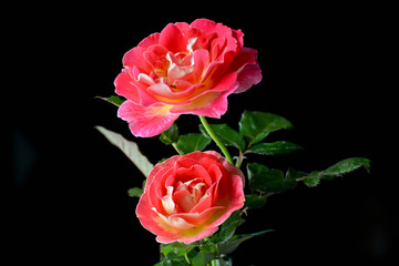 Two red roses and calyx on black background color.