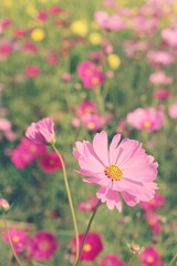 Fototapeta premium Cosmos flowers at beautiful in the garden.
