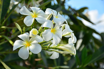 Fresh white flowers blooms in the morning.
