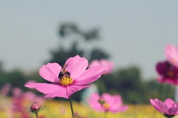 Cosmos flowers at beautiful in the garden.