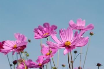 Cosmos flowers at beautiful in the garden.