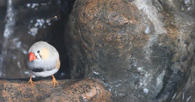 4K UltraHD A Zebra Finch, Taeniopygia guttata near waterfall