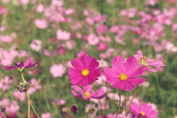 Cosmos flowers at beautiful in the garden.