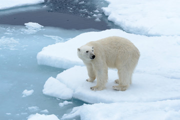 Obraz premium Polar bear