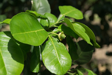 Close up of small pomelo in the garden..