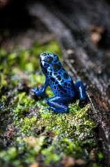 Dendrobates tinctorius Azureus © Joanna