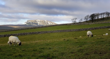 Sheep and Yorkshire Dales