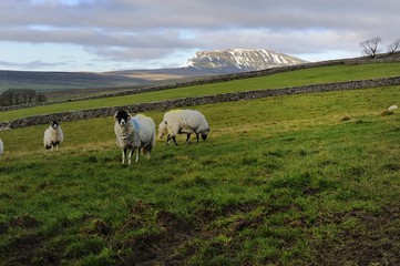 Sheep and Yorkshire Dales