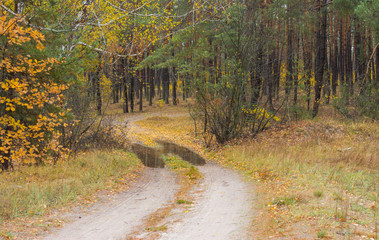 Fall landscape with sandy road to forest in Ukraine