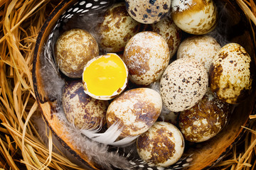 Quail eggs in the nest, a symbol of spring.