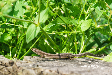 Pontic lizard Darevskia pontica (Rock lizards) on an old stump