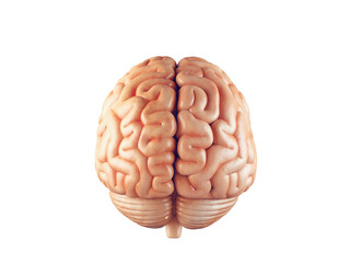 Realistic brain illustration