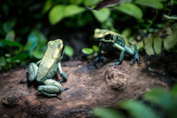 Phyllobates terribilis